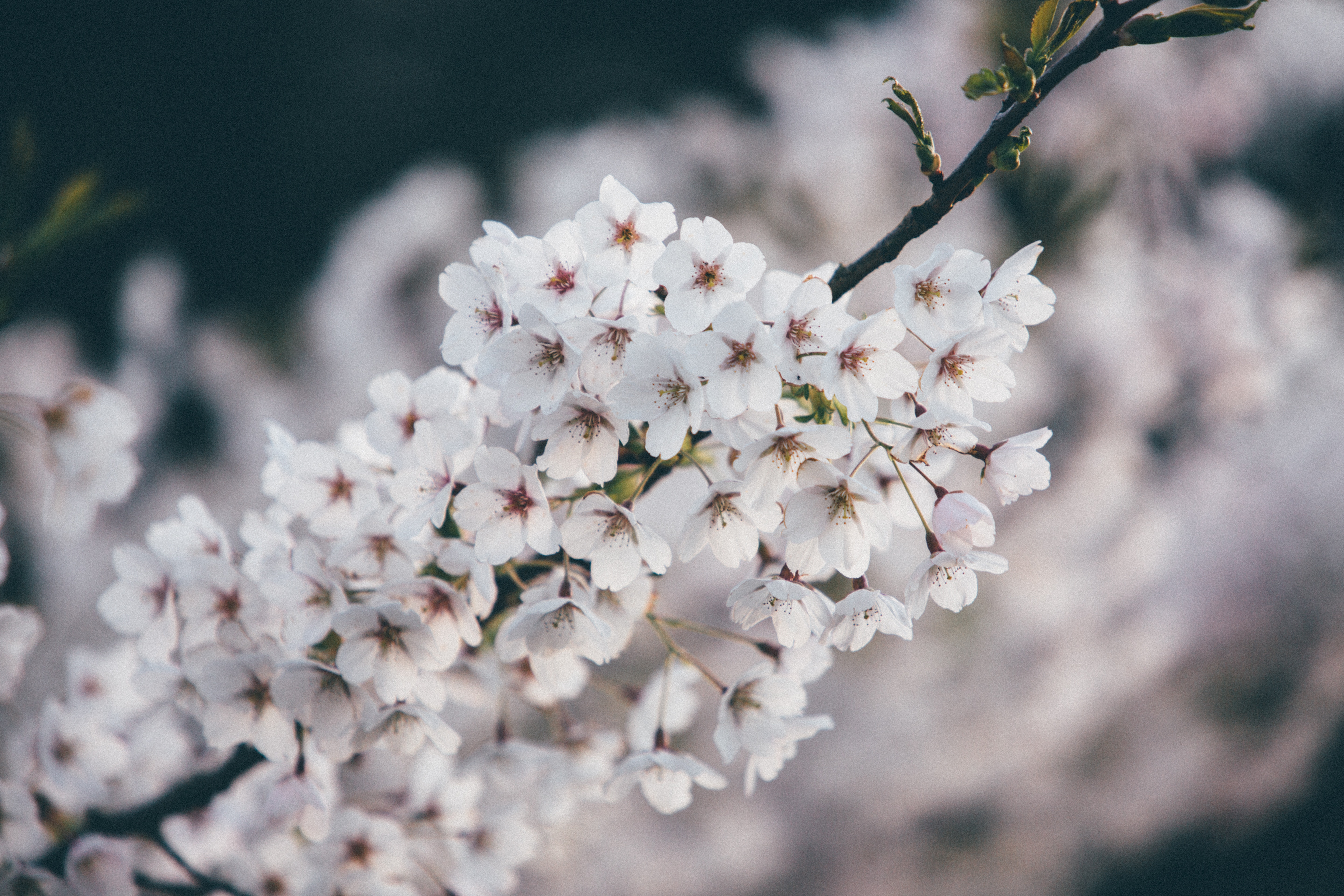 Kirschblüten im Frühling