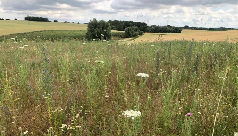 Blühwiese in der Uckermark